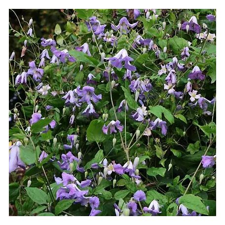 Klemátisz viticella Morning Heaven