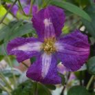 Klemátisz viticella White Heart