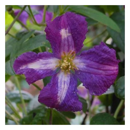 Klemátisz viticella White Heart