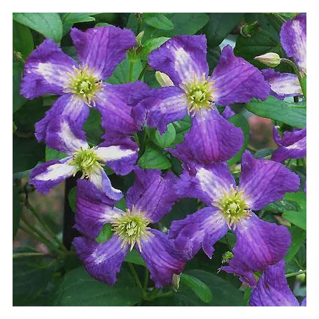 Klemátisz viticella White Heart