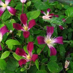Klemátisz texensis Ruby Wedding BFCCRUB