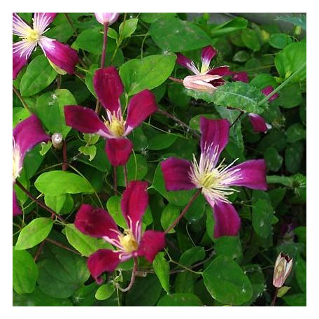 Klemátisz texensis Ruby Wedding BFCCRUB