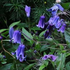 Klemátisz int.Kiana