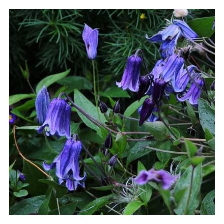 Klemátisz int.Kiana