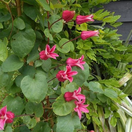 Klemátisz tex.Maxima ®