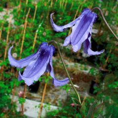 Klemátisz integrifoila Saphir