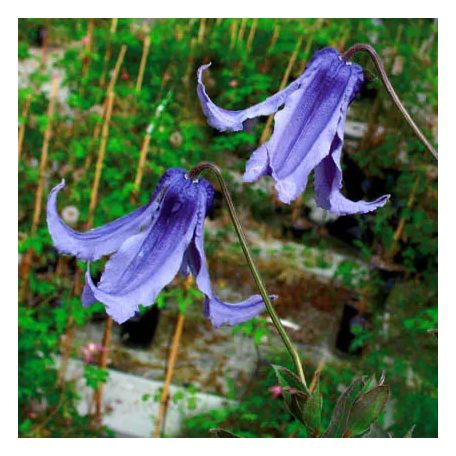 Klemátisz integrifoila Saphir