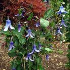 Klemátisz integrifoila Saphir