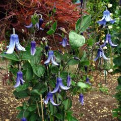 Klemátisz integrifoila Saphir