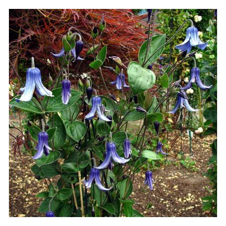 Klemátisz integrifoila Saphir