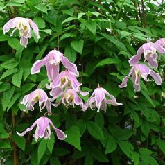 Klemátisz koreana Angela's Double 