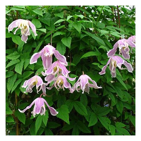 Klemátisz koreana Angela's Double 