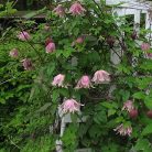 Klemátisz koreana Angela's Double 