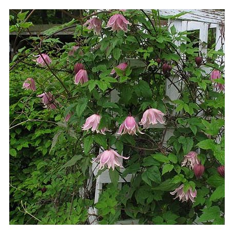 Klemátisz koreana Angela's Double 