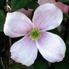 Klemátisz montana Floretta