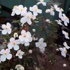 Klemátisz montana Floretta