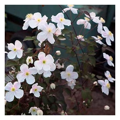 Klemátisz montana Floretta