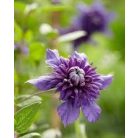 Klemátisz Kokonoe (florida)