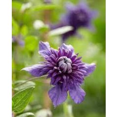 Klemátisz Kokonoe (florida)