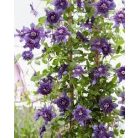 Klemátisz Kokonoe (florida)