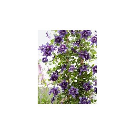 Klemátisz Kokonoe (florida)