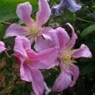 Klemátisz int. Athena BFCCATH