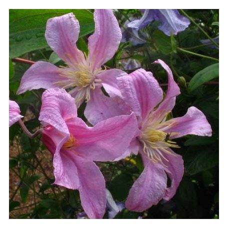 Klemátisz int. Athena BFCCATH