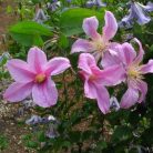 Klemátisz int. Athena BFCCATH