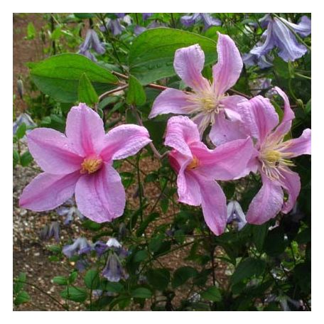 Klemátisz int. Athena BFCCATH