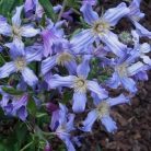 Klemátisz integrifolia Lathkill Dale