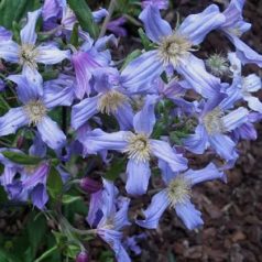 Klemátisz integrifolia Lathkill Dale