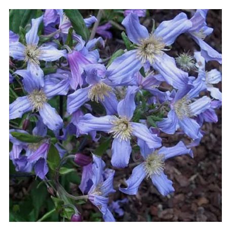 Klemátisz integrifolia Lathkill Dale