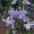 Klemátisz integrifolia Lathkill Dale