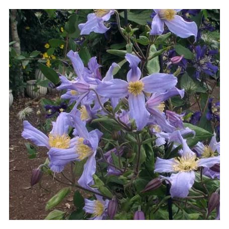 Klemátisz integrifolia Lathkill Dale