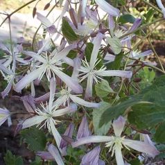 Klemátisz Edward Prichard