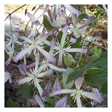 Klemátisz Edward Prichard