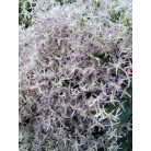 Klemátisz Edward Prichard