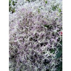 Klemátisz Edward Prichard