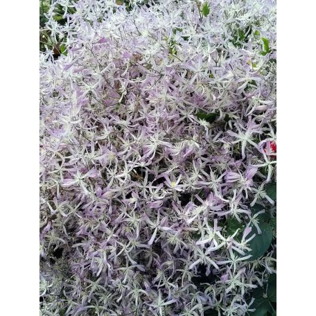 Klemátisz Edward Prichard