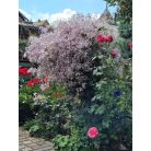 Klemátisz Edward Prichard