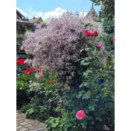 Klemátisz Edward Prichard