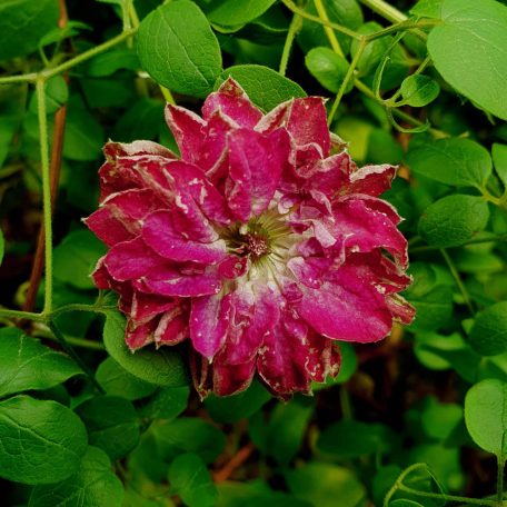 Klemátisz viticella Mary Habberly