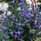 Klemátisz integrifolia Quarina