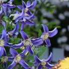 Klemátisz integrifolia Quarina