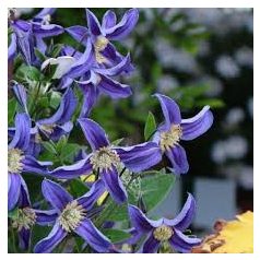 Klemátisz integrifolia Quarina