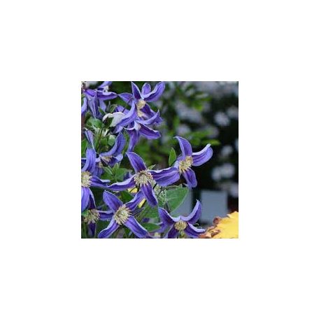 Klemátisz integrifolia Quarina