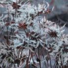 Klemátisz integrifolia Quarina