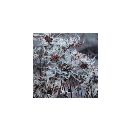 Klemátisz integrifolia Quarina