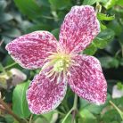 Klemátisz cirrhosa Freckles 3L