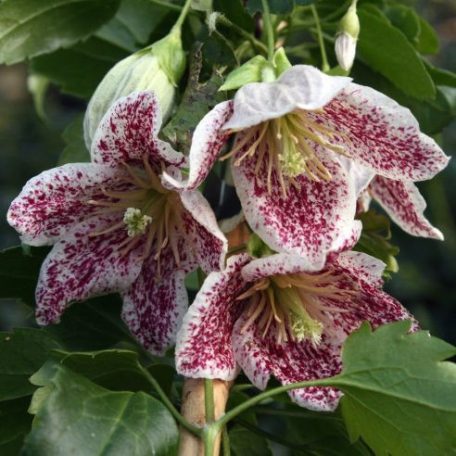 Klemátisz cirrhosa Freckles 3L